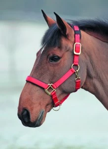 Topaz Nylon Headcollar