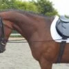 Elastic Training Rein -Saddle Sale Shop Elastic Trianing Reins