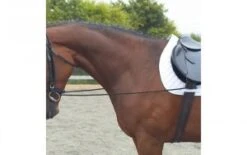 Elastic Training Rein