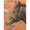 Hy Leather Foal Head Collar 1 Hy Leather Foal Head Collar -Saddle Sale Shop Hy Leather Foal Head Collar