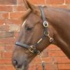 Hy Leather Head Collar 2 Hy Leather Head Collar -Saddle Sale Shop Hy Leather Headcollar