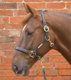 Hy Leather Head Collar