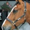 Jhl Headcollar 1 Jhl Headcollar -Saddle Sale Shop JHL Leather Headcollar