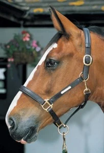 Jhl Headcollar 3 Jhl Headcollar