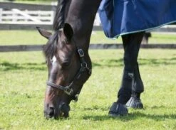 Lemieux Breakaway Halter