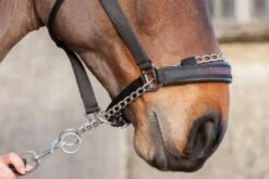Lemieux Prosafe Headcollar