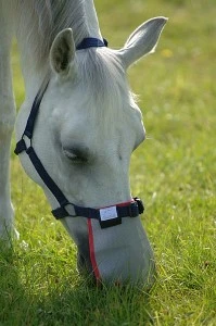 Equilibrium Field Relief Muzzle Prot