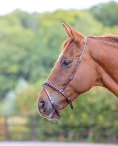 Blenheim Flash Noseband