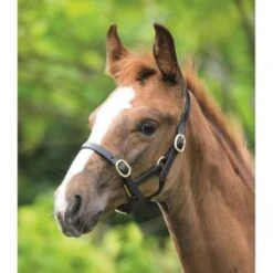 Blenheim Adjustable Leather Headcollar