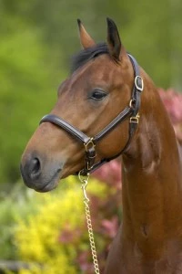 Stubben 1083 Headcollar Padded