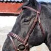 Stubben Ctd Bridle -Saddle Sale Shop Stubben CDT Bridle