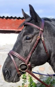 Stubben Ctd Bridle