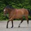 Waldhausen Rope Lunging Aid