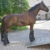 Waldhausen Shipping Aid -Saddle Sale Shop Waldhausen Shipping Aid