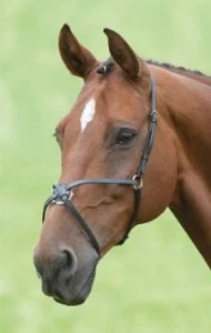 Blenheim Grackle Noseband Mexican
