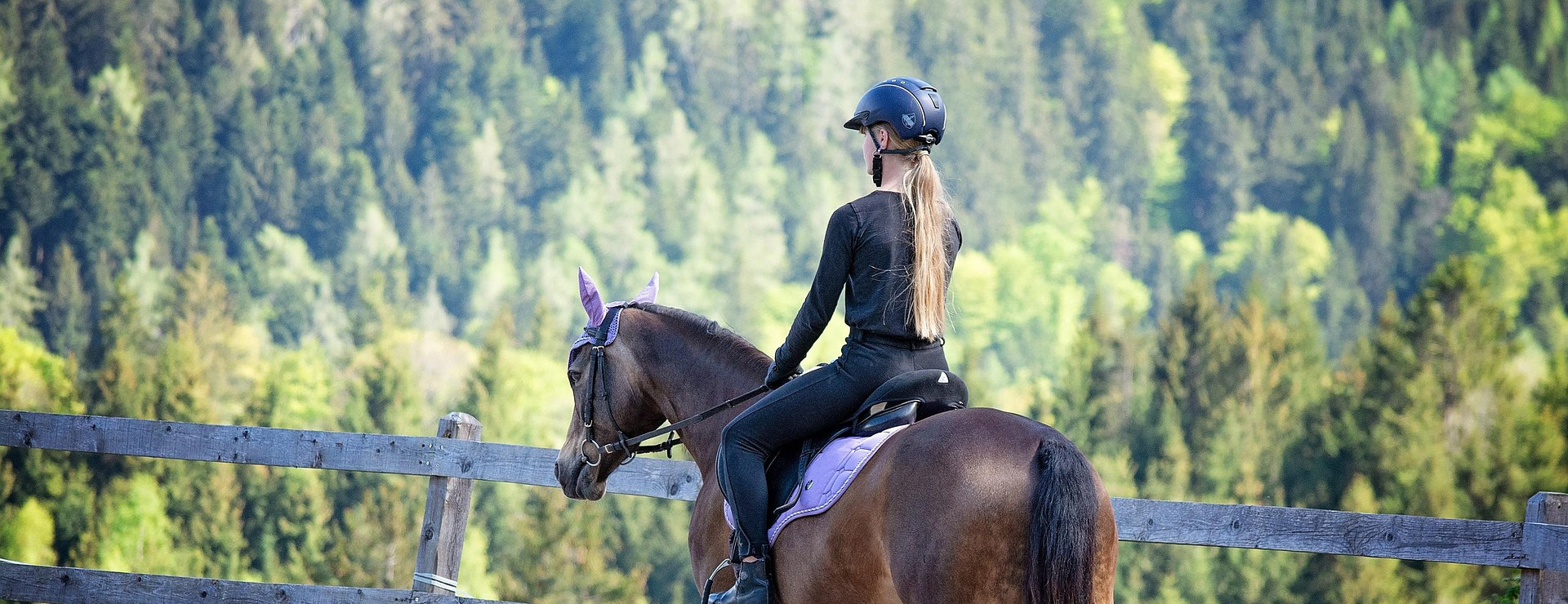 Saddle Sale Shop -Saddle Sale Shop horse 6123209 1920